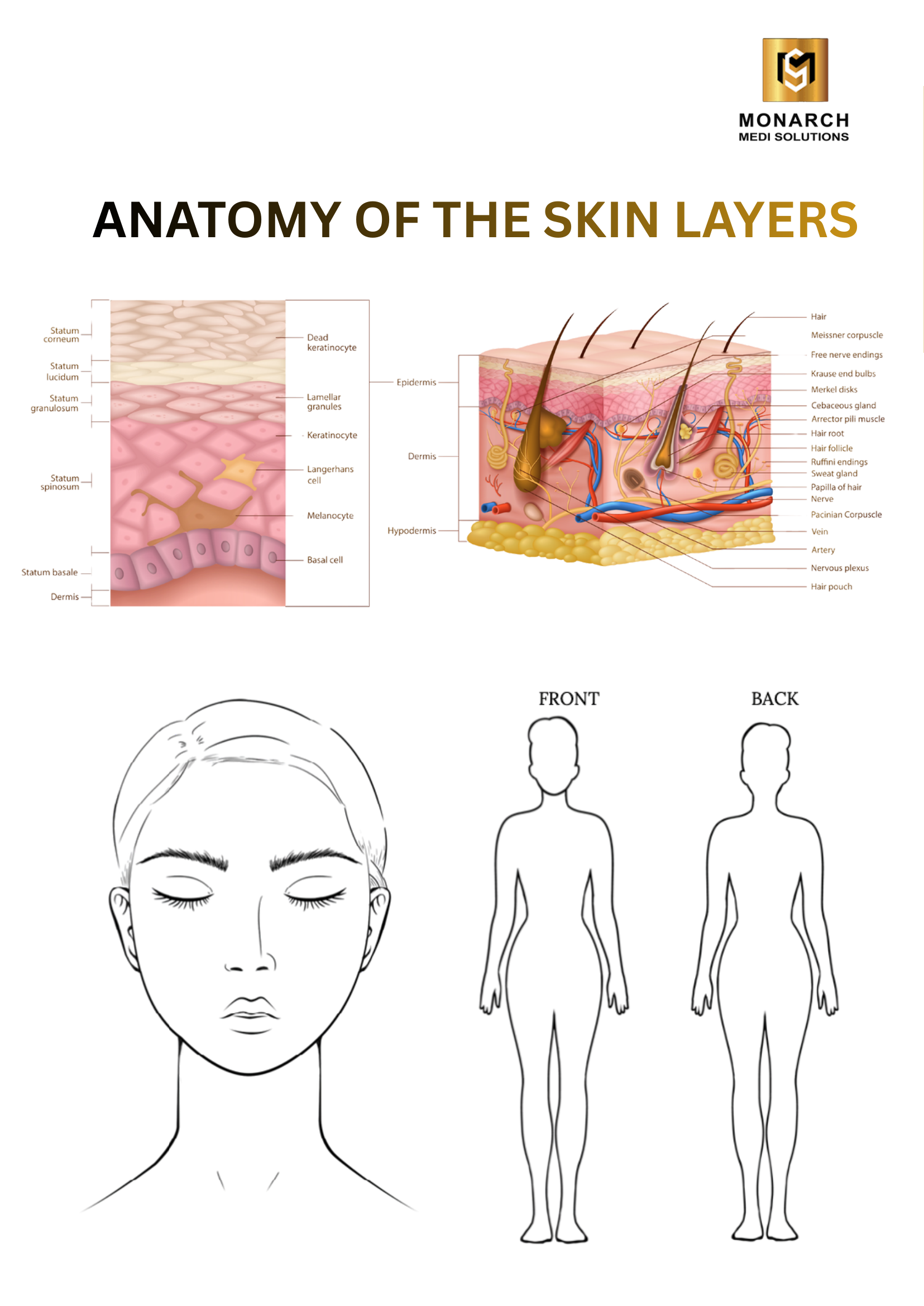 Anatomy of the skin layers chart showing the epidermis, dermis and hypodermis reached by capacitive and resistive TECAR energy